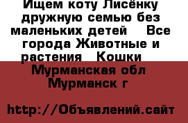 Ищем коту Лисёнку дружную семью без маленьких детей  - Все города Животные и растения » Кошки   . Мурманская обл.,Мурманск г.